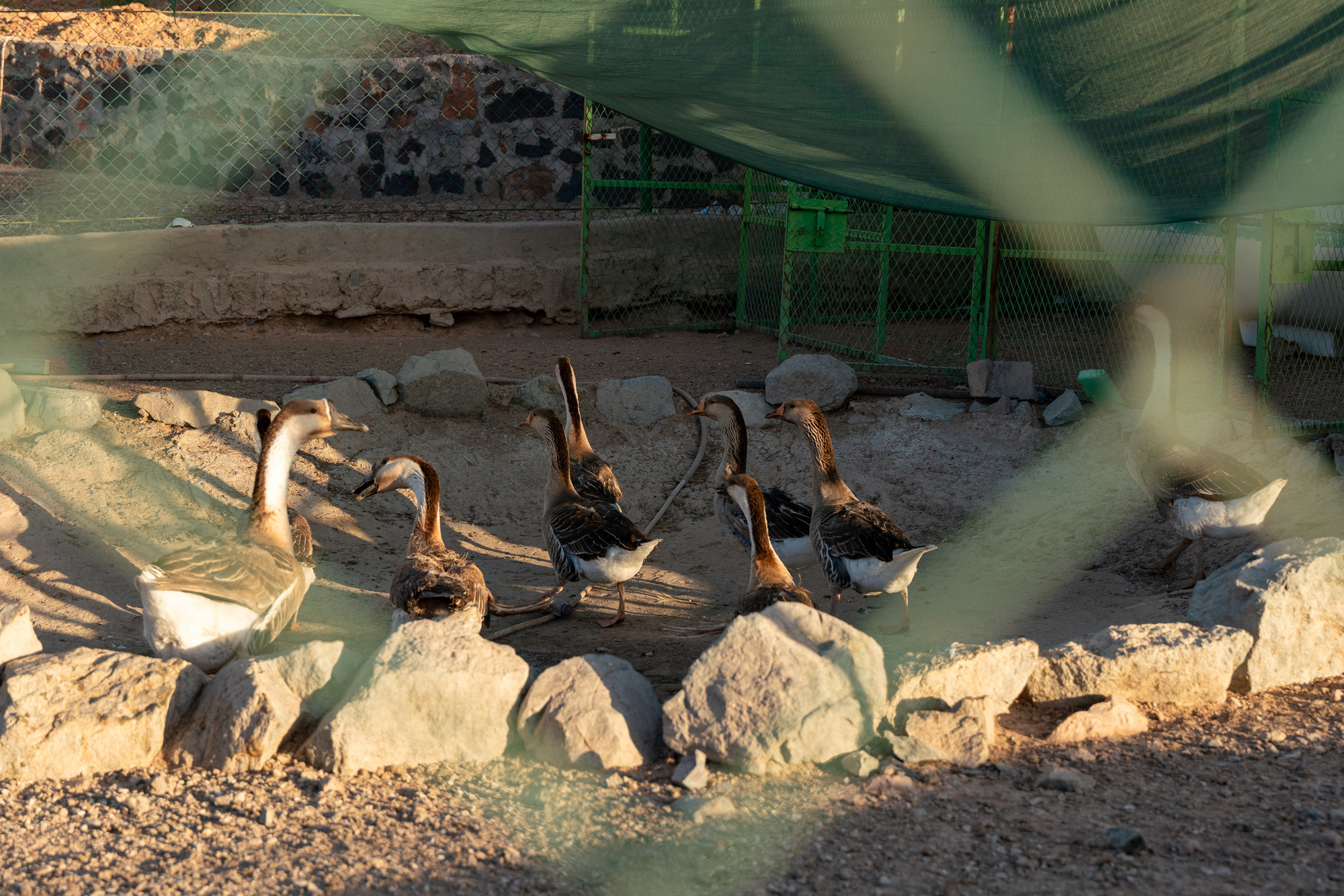 Geese in a farm enclosure at AZR Farm