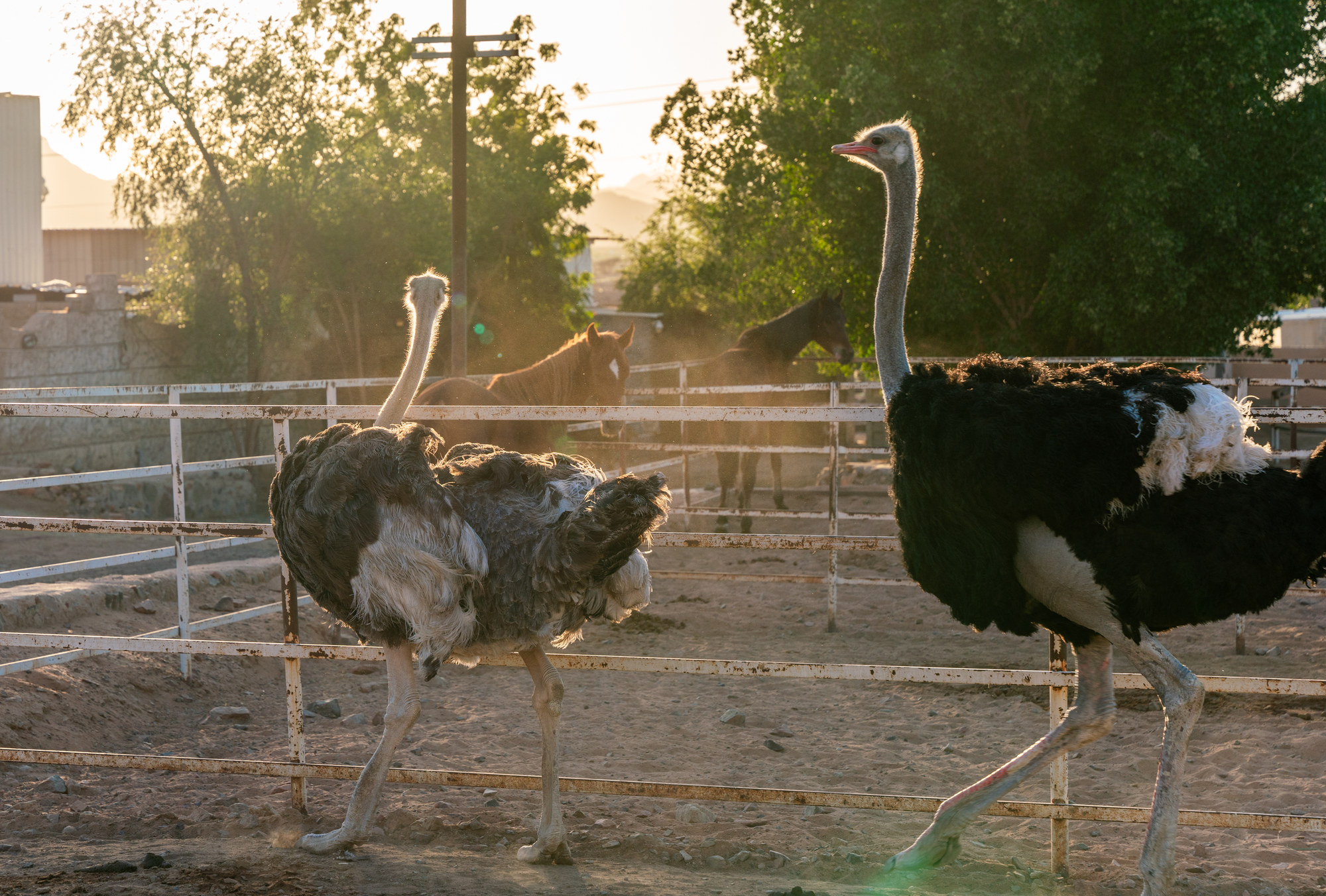 Ostriches in an outdoor enclosure at AZR Farm at sunset