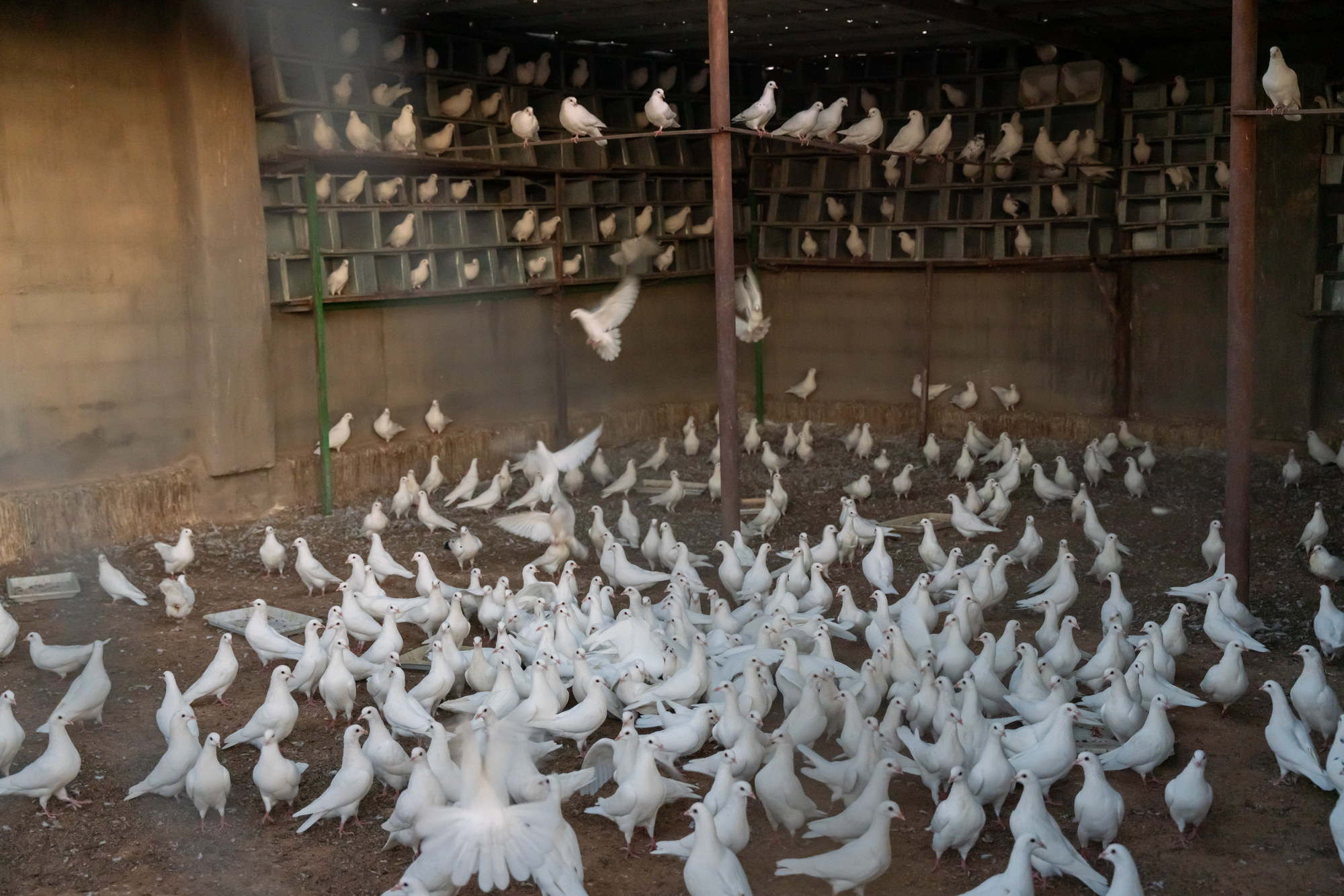 White pigeons inside their shelter at AZR Farm