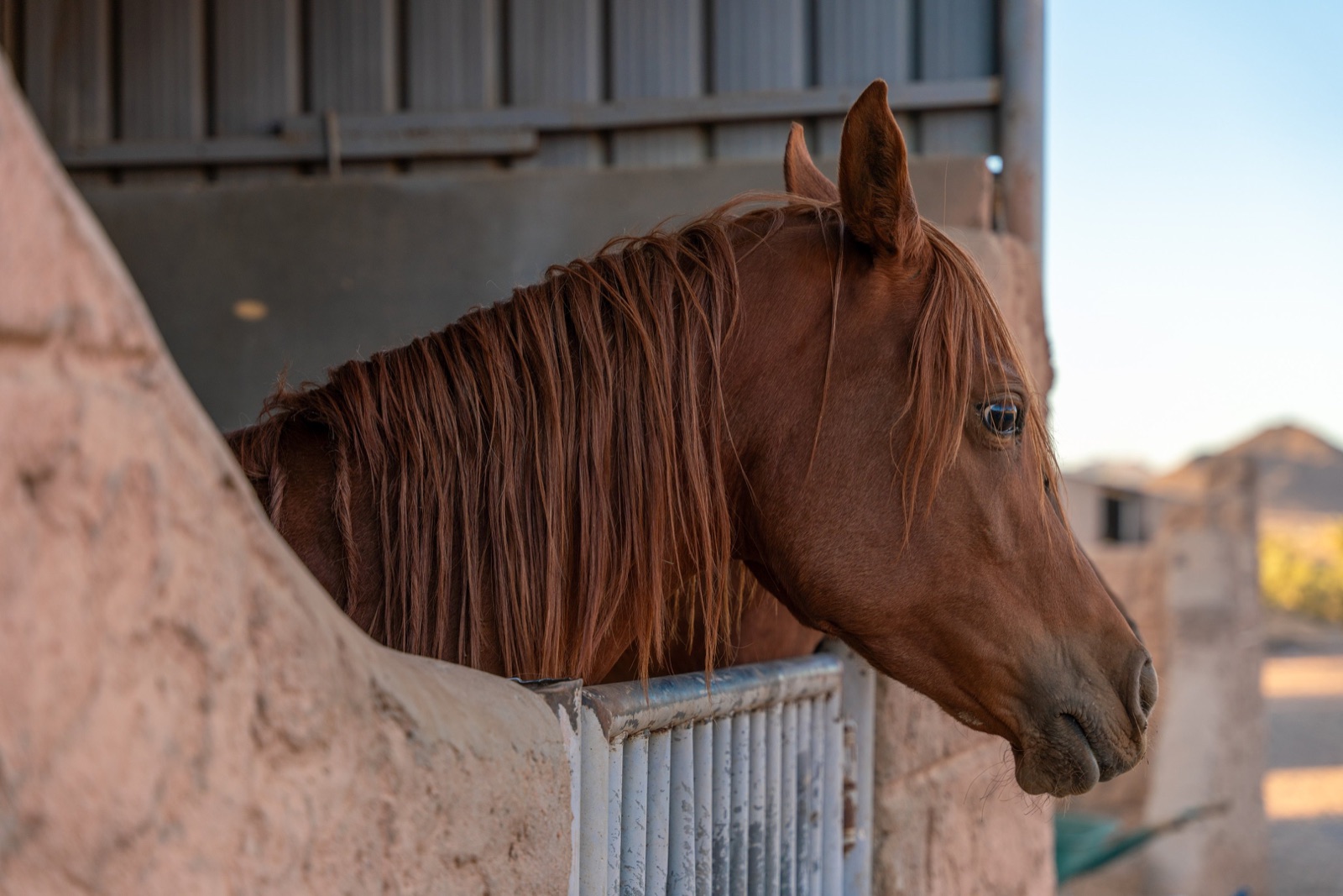 A chestnut horse inside the stables at Manahel Al-Ezz Stud