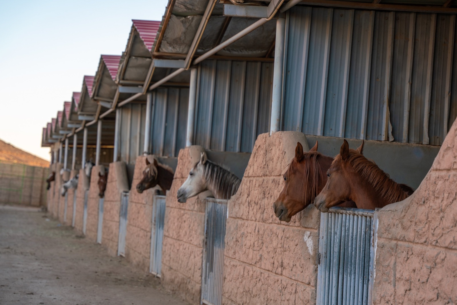 Horses at Manahel Al-Ezz Stud looking out from a row of stables
