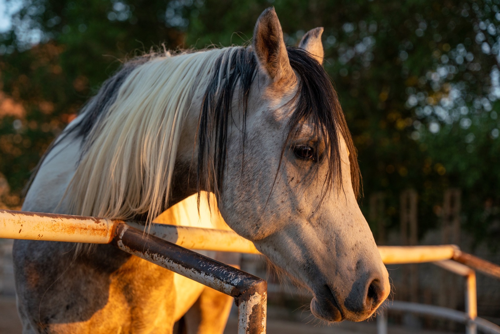 A close view of a grey horse at Manahel Al-Ezz Stud