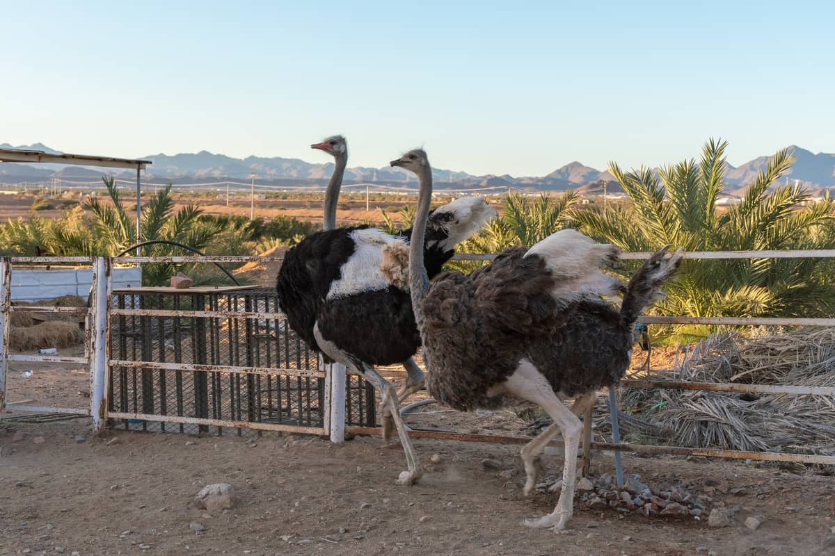 Ostriches at AZR Farm in Madinah